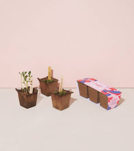 Load image into Gallery viewer, Seed Starter Trio - Patio Punch