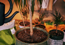 Load image into Gallery viewer, HOUSE PLANT INVIGORATOR
