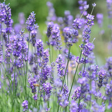Load image into Gallery viewer, Vera Lavender Pollinator Garden Seeds
