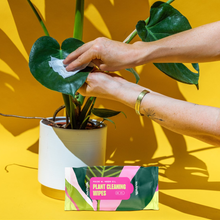 Load image into Gallery viewer, Houseplant Cleaning Wipes
