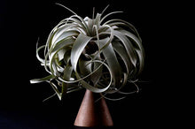 Load image into Gallery viewer, Tillandsia Xerographica - &quot;Queen of Air Plants&quot; | Live Plant
