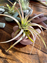 Load image into Gallery viewer, Knot Cement Air Plant Holder
