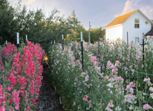Load image into Gallery viewer, Sweet Pea School
