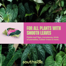 Load image into Gallery viewer, Houseplant Cleaning Wipes
