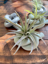 Load image into Gallery viewer, Knot Cement Air Plant Holder
